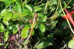 Libellula