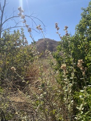 Malacothamnus marrubioides