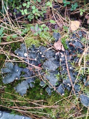 Peltigera polydactylon
