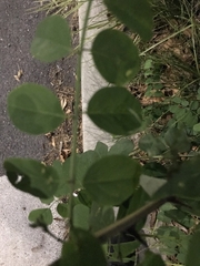 Robinia pseudoacacia