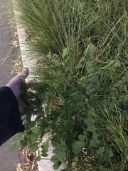 Robinia pseudoacacia