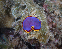 Pseudoceros ferrugineus