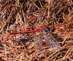 Sympetrum obtrusum