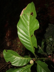 Magnolia wetteri