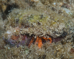 Ciliopagurus strigatus