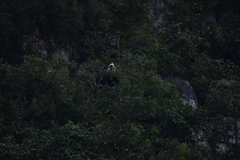 Trachypithecus leucocephalus