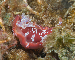 Hexabranchus sanguineus