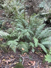 Polystichum