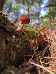 Gymnopilus picreus