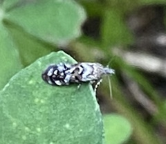 Macrosaccus robiniella