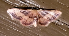 Idaea demissaria