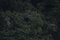 Trachypithecus leucocephalus