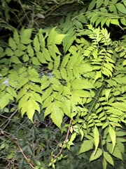 Koelreuteria bipinnata