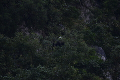 Trachypithecus leucocephalus
