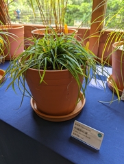 Carex sociata
