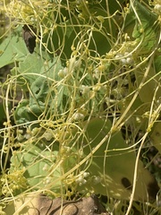 Cuscuta indecora