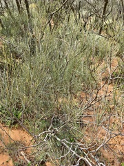 Casuarina pauper