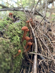 Gymnopilus picreus