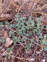 Euphorbia albomarginata