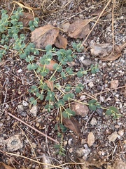Euphorbia albomarginata