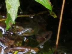 Lithobates grylio