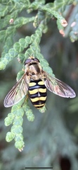 Metasyrphus