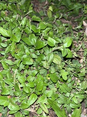 Calyptocarpus vialis