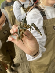 Pacifastacus leniusculus