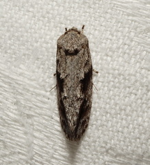 Agriophara confertella