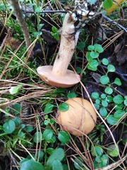 Suillus variegatus