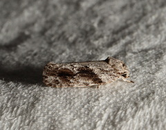 Agriophara confertella