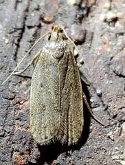 Autosticha kyotensis