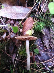 Hebeloma crustuliniforme