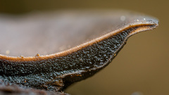 Cordieritidaceae