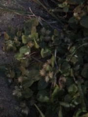 Alternanthera pungens