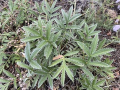 Potentilla hippiana