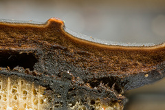 Cordieritidaceae
