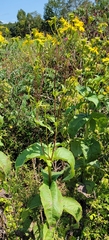 Silphium perfoliatum