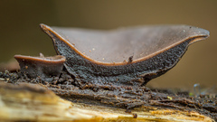 Cordieritidaceae