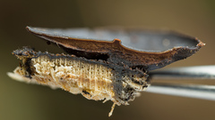 Cordieritidaceae