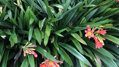 Clivia