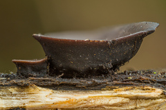 Cordieritidaceae