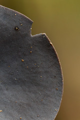 Cordieritidaceae
