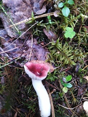 Russula emetica