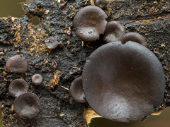 Cordieritidaceae