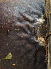 Cordieritidaceae