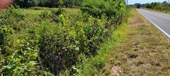 Silphium perfoliatum
