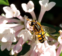 Helophilus neoaffinis