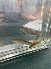 Oncorhynchus kisutch