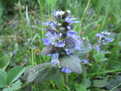 Ajuga reptans